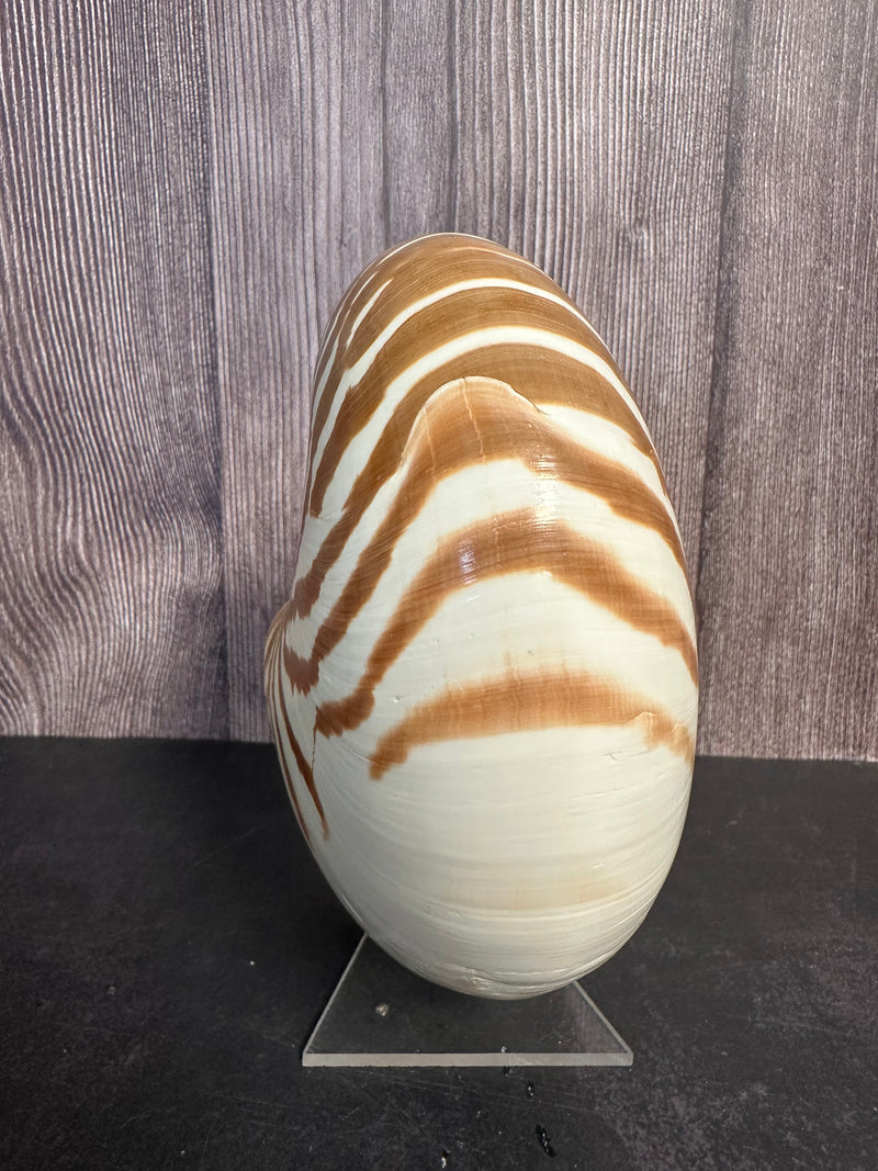 Nautilus Shell Display Stand