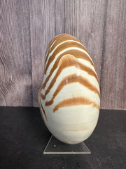 New Caledonia Nautilus - Nautilus macromphalus with Documentation