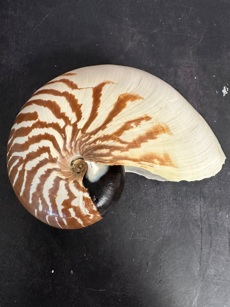 New Caledonia Nautilus - Nautilus macromphalus with Documentation