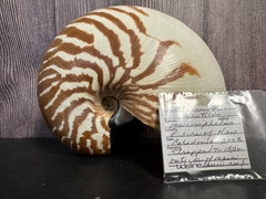 New Caledonia Nautilus - Nautilus macromphalus with Documentation