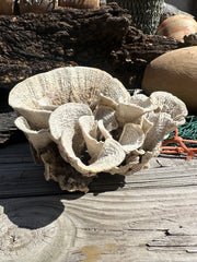 Vintage Natural Poca Coral - 7x8x4.5