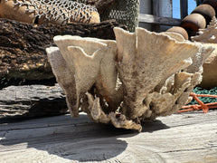 Vintage Natural Poca Coral - 7x8x4.5