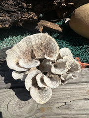 Vintage Natural Poca Coral - 7x8x4.5