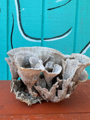 Vintage Natural Poca Coral - 7x8x4.5