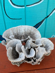 Vintage Natural Poca Coral - 7x8x4.5