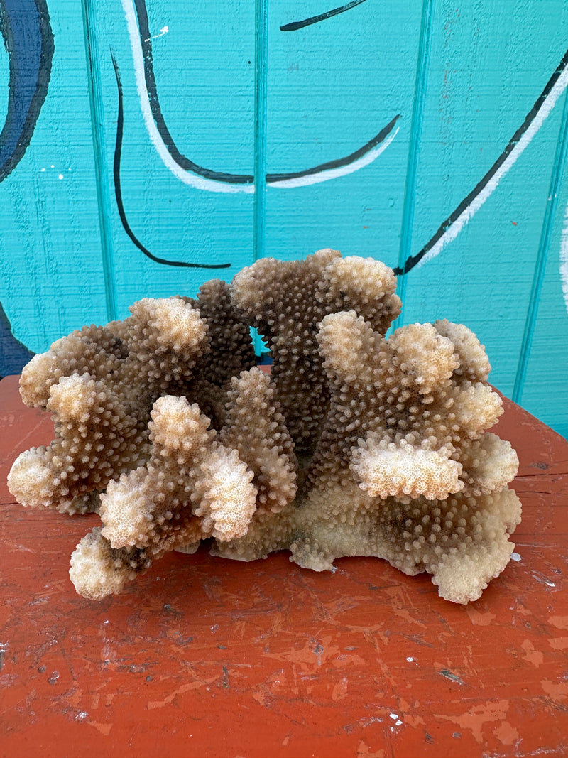 Vintage Natural Cauliflower Coral 9x9x5"