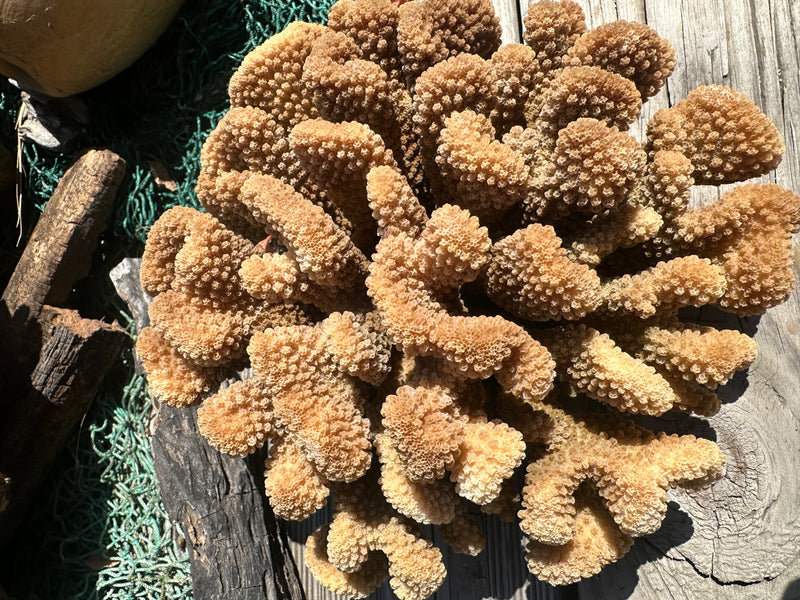 Natural Cluster Coral -  9x9x4"