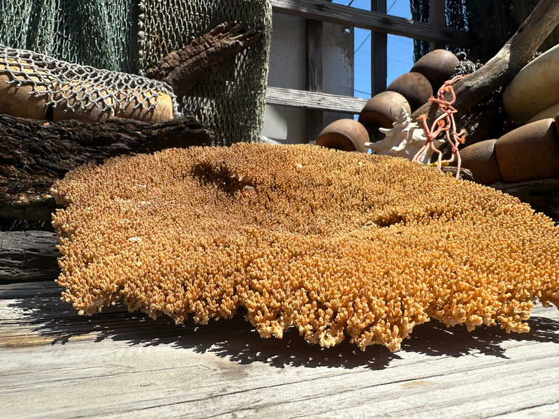 Natural Table Coral - 15x14x6"