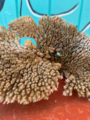 Natural Table Coral - 14x11x6