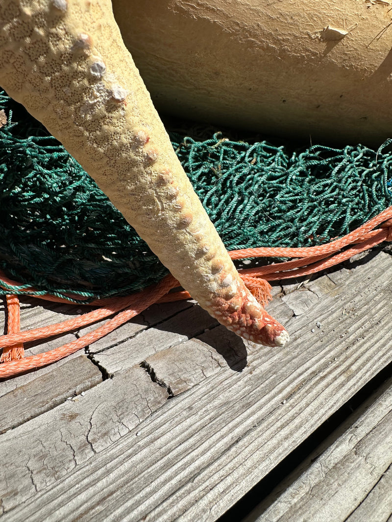 Pink Tip Starfish 13"