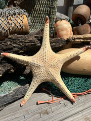 Pink Tip Starfish 13