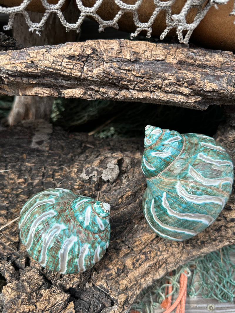 Large Carved Jade Turbo - Turbo burgessi