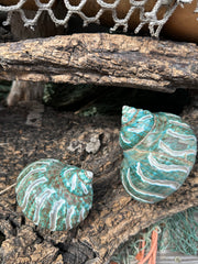Large Carved Jade Turbo - Turbo burgessi