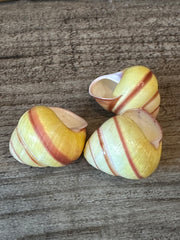 Pale Yellow Land Snail