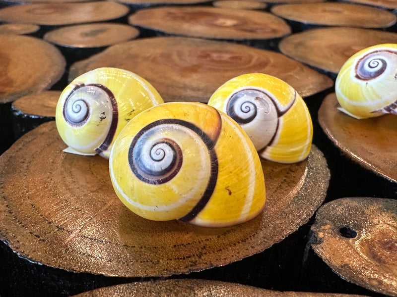 Polymita Shells Yellow Polymita picta Shell with Stripe | Loving Coastal Living