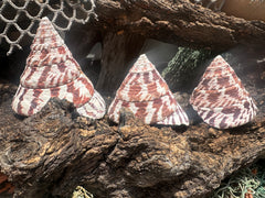 Trochus Niloticus Growth Series Trio