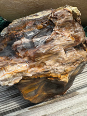 Opalized Petrified Wood Rough