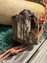 Opalized Petrified Wood Rough