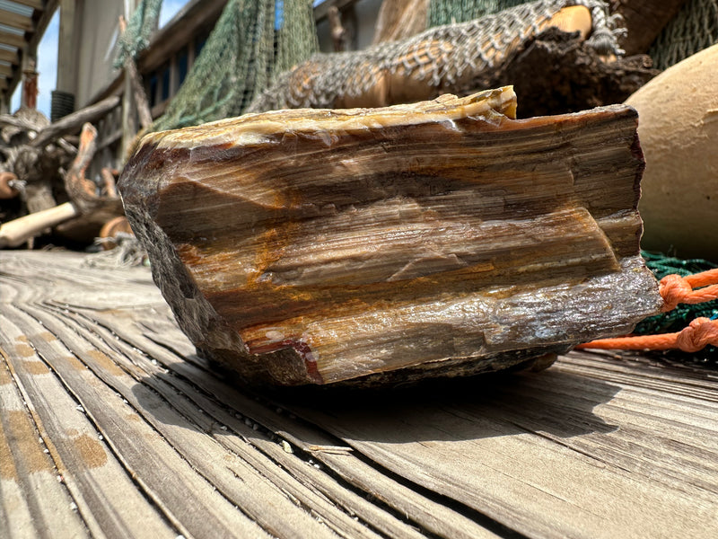 Opalized Petrified Wood Rough