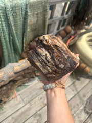 Opalized Petrified Wood Rough