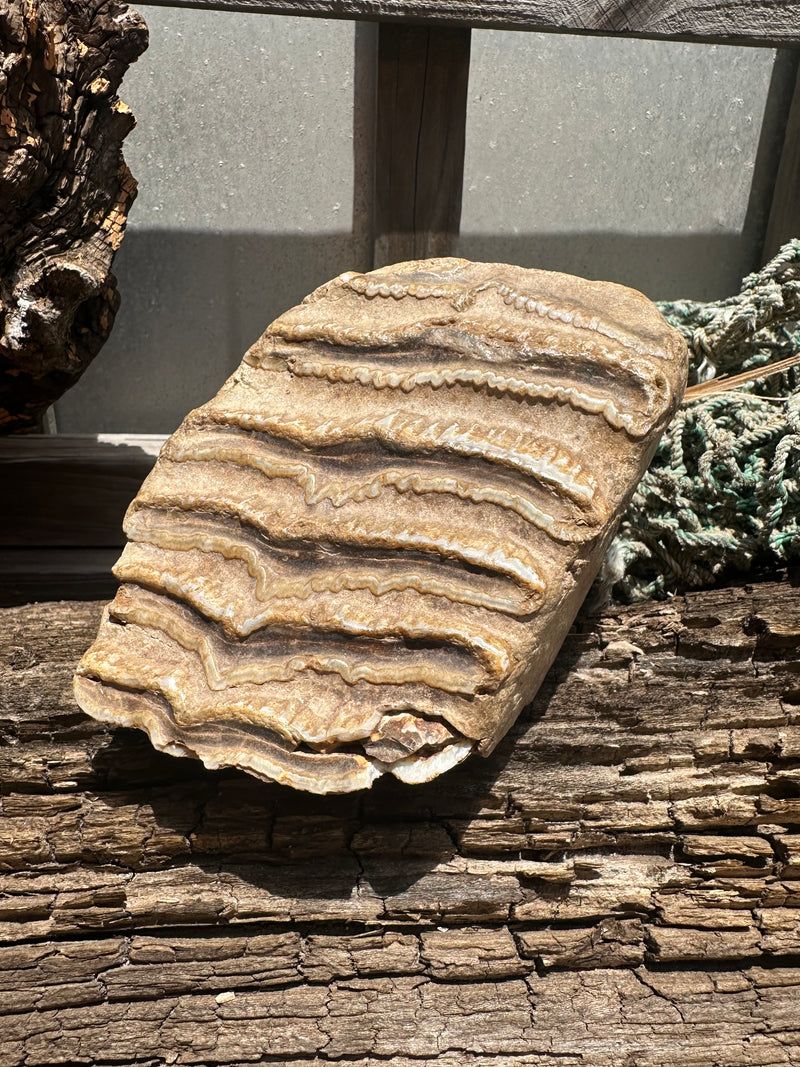 Mineralized Mammoth Tooth Fossil