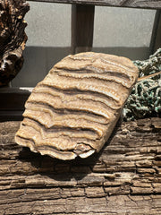 Mineralized Mammoth Tooth Fossil