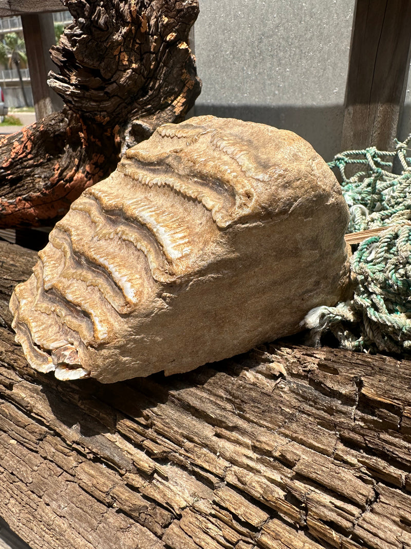 Mineralized Mammoth Tooth Fossil