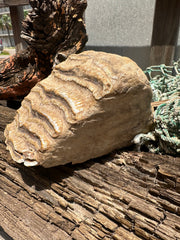 Mineralized Mammoth Tooth Fossil