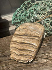 Mineralized Mammoth Tooth Fossil