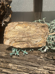 Mineralized Mammoth Tooth Fossil