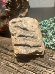 Mineralized Mammoth Tooth Fossil