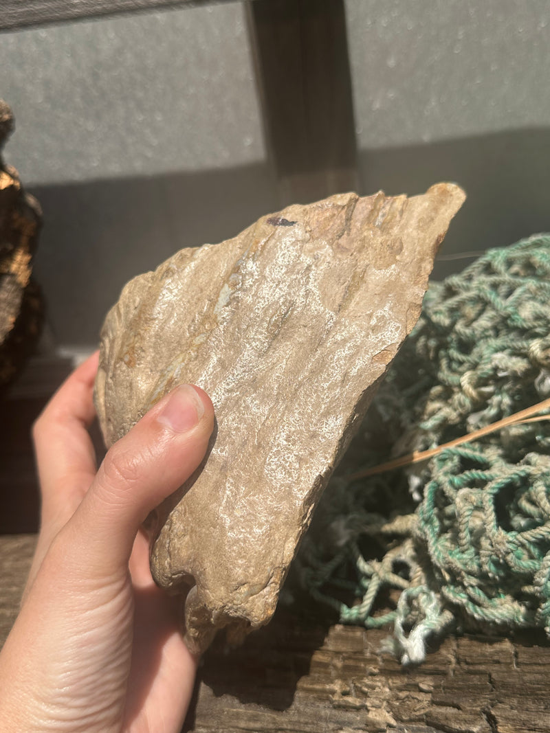 Mineralized Mammoth Tooth Fossil