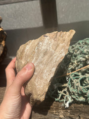 Mineralized Mammoth Tooth Fossil