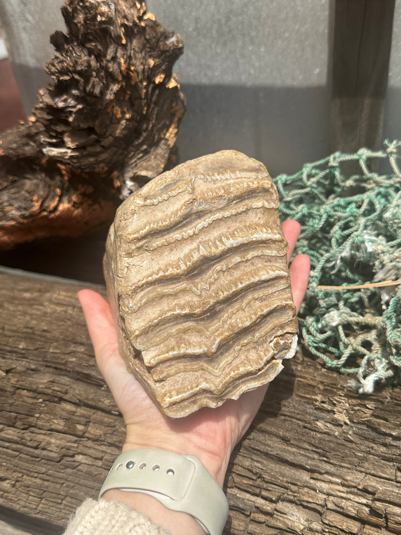 Mineralized Mammoth Tooth Fossil