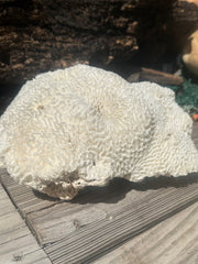 Vintage Brain Coral - 9x7x4.5
