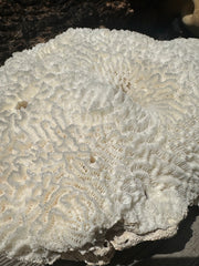 Vintage Brain Coral - 9x7x4.5