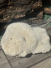 Vintage Brain Coral - 9x7x4.5
