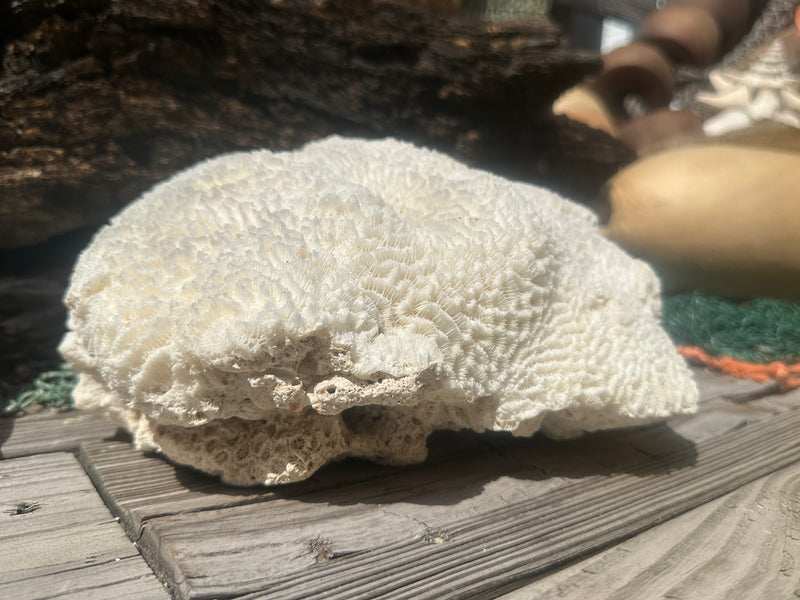 Vintage Brain Coral - 9x7x4.5"