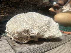 Vintage Brain Coral - 9x7x4.5