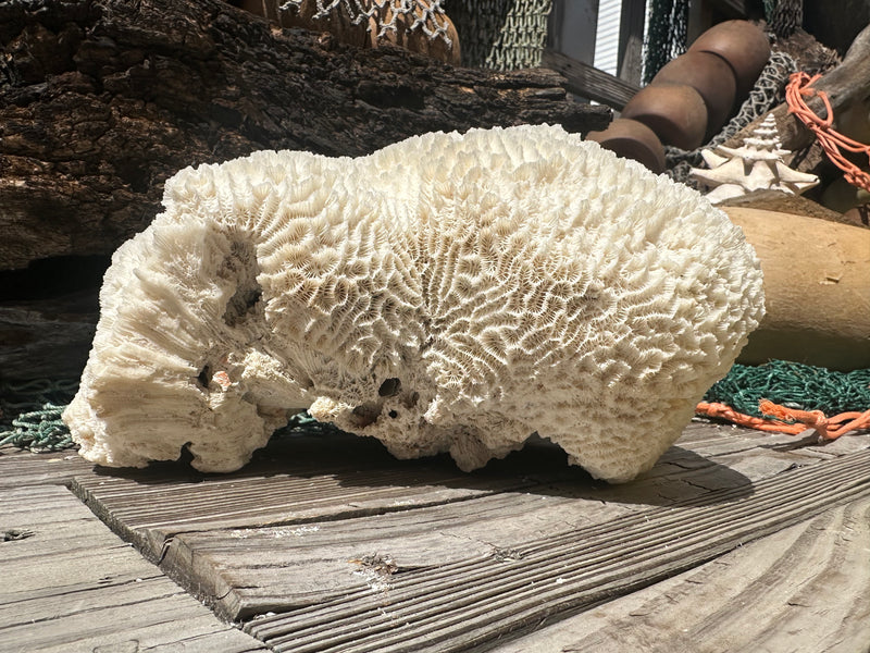 Vintage Brain Coral - 9x7x4.5"