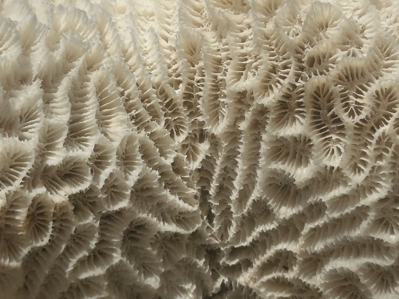 Vintage Brain Coral - 9x7x4.5"