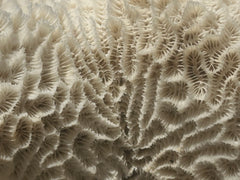 Vintage Brain Coral - 9x7x4.5