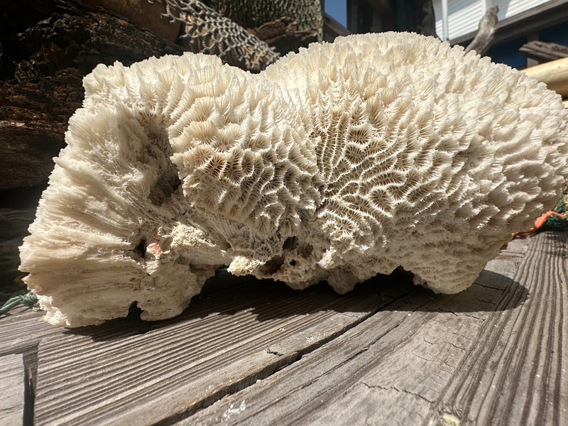 Vintage Brain Coral - 9x7x4.5"