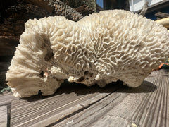 Vintage Brain Coral - 9x7x4.5