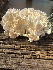 Vintage Rugosa Coral - 8x6x3