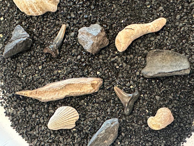 Mystery Fossil Dig Bottle