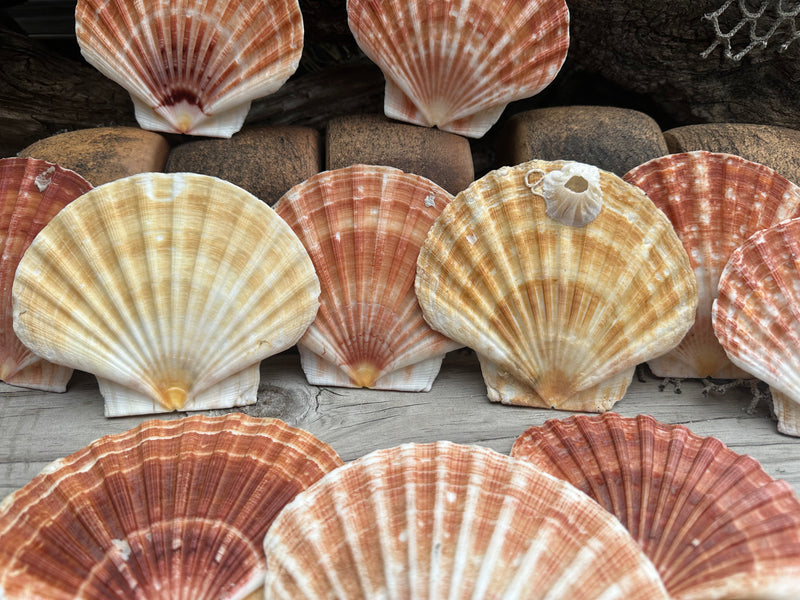 Shells In Ireland Irish Flat Scallop Shells for Crafting | Great Scallop | 3