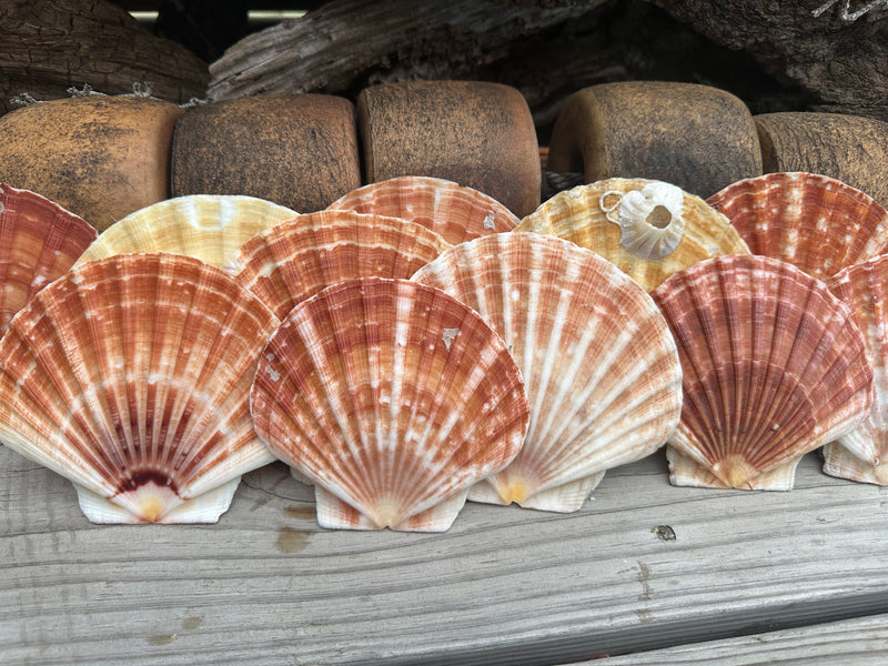 Shells In Ireland Irish Flat Scallop Shells for Crafting | Great Scallop | 3