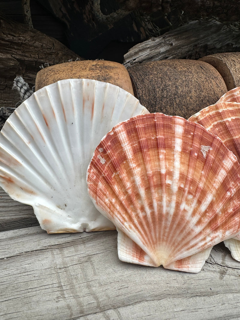 Shells In Ireland Irish Flat Scallop Shells for Crafting | Great Scallop | 3