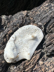 Fossilized Drum Mouth Plate with Display Case